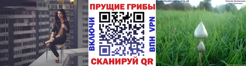 blacksprut вход  Чистополь  сайты даркнета клад  Галлюциногенные грибы мицелий 